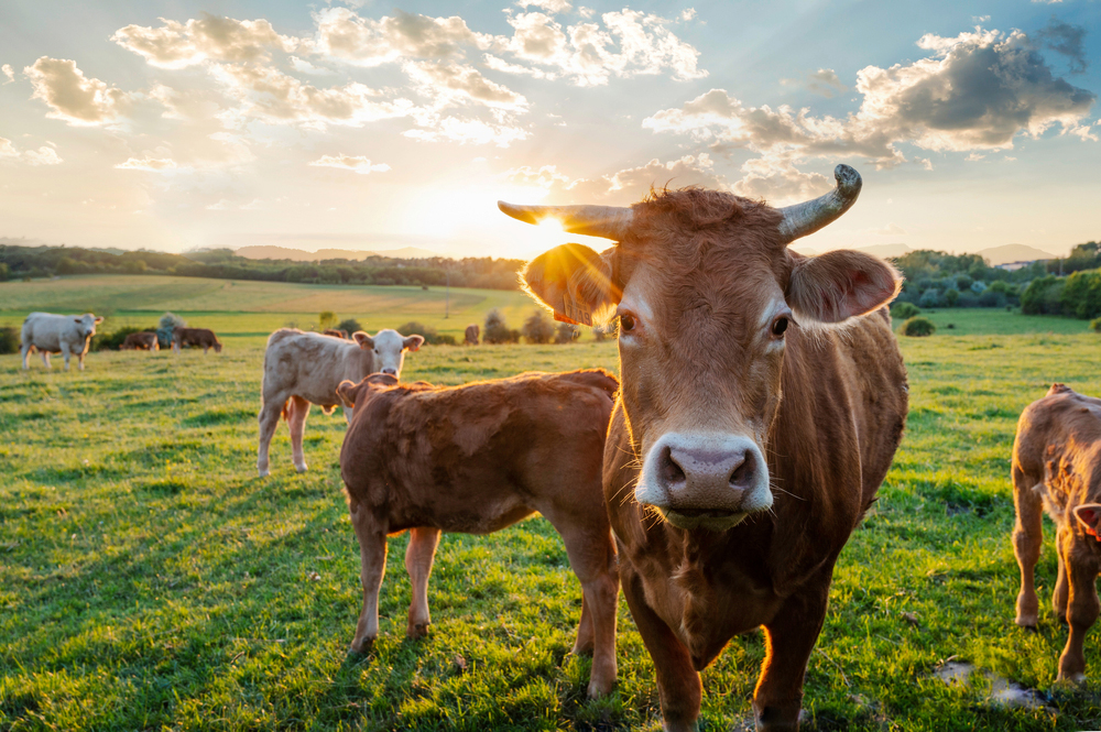 Imagen - El Gobierno de Asturias abona casi cuatro millones en ayudas extraordinarias a 3.300 ganaderías de cebo o con vacas nodrizas
