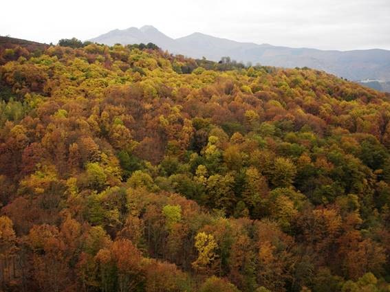 Imagen - El Gobierno de Asturias dedica 1,4 millones a la recuperación de ecosistemas forestales en Allande, Cangas del Narcea, Ibias y Valdés