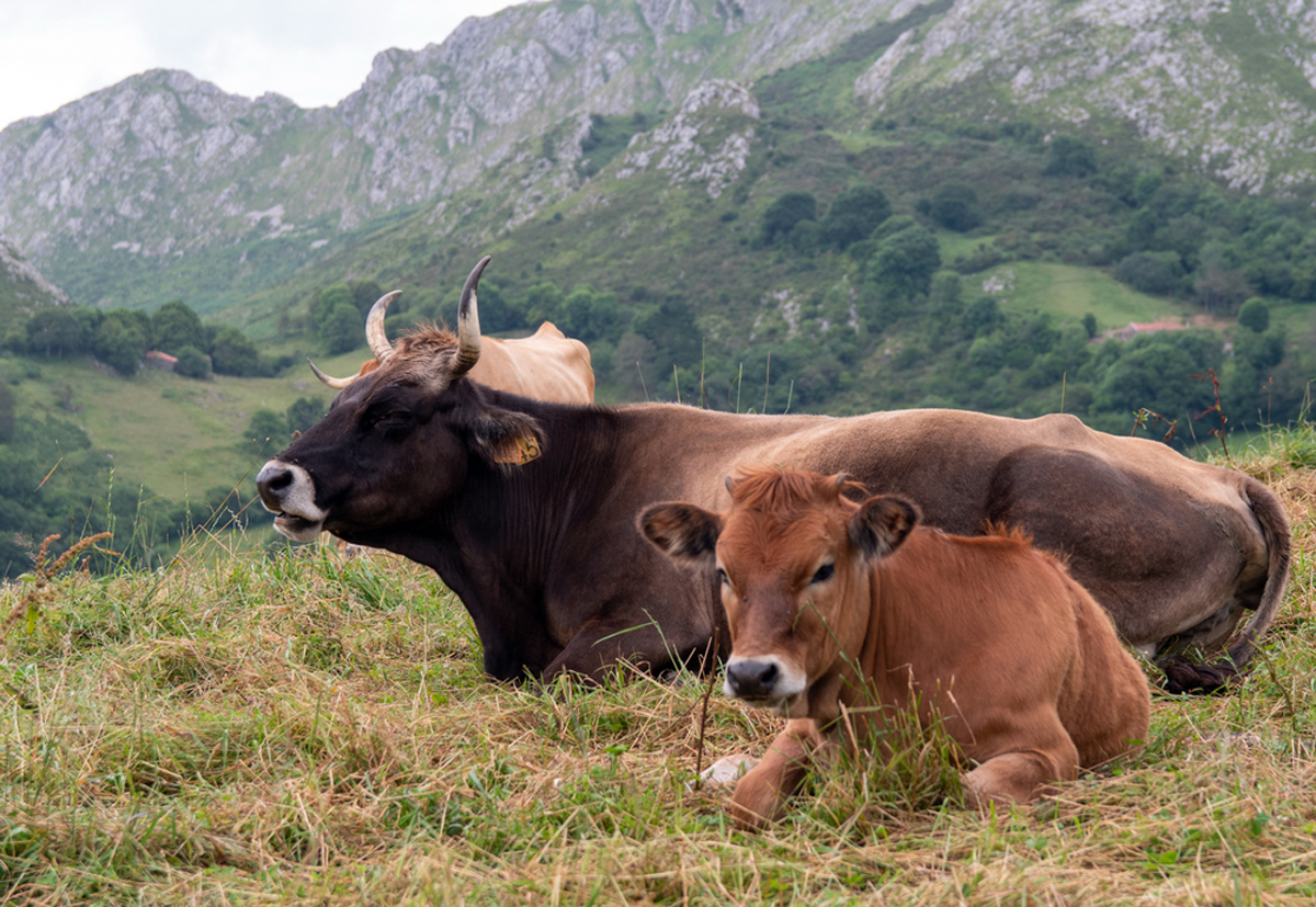 Imagen - El Principado anima a los ganaderos a realizar las pruebas veterinarias necesarias en sus explotaciones ante la sospecha de casos de enfermedad hemorrágica