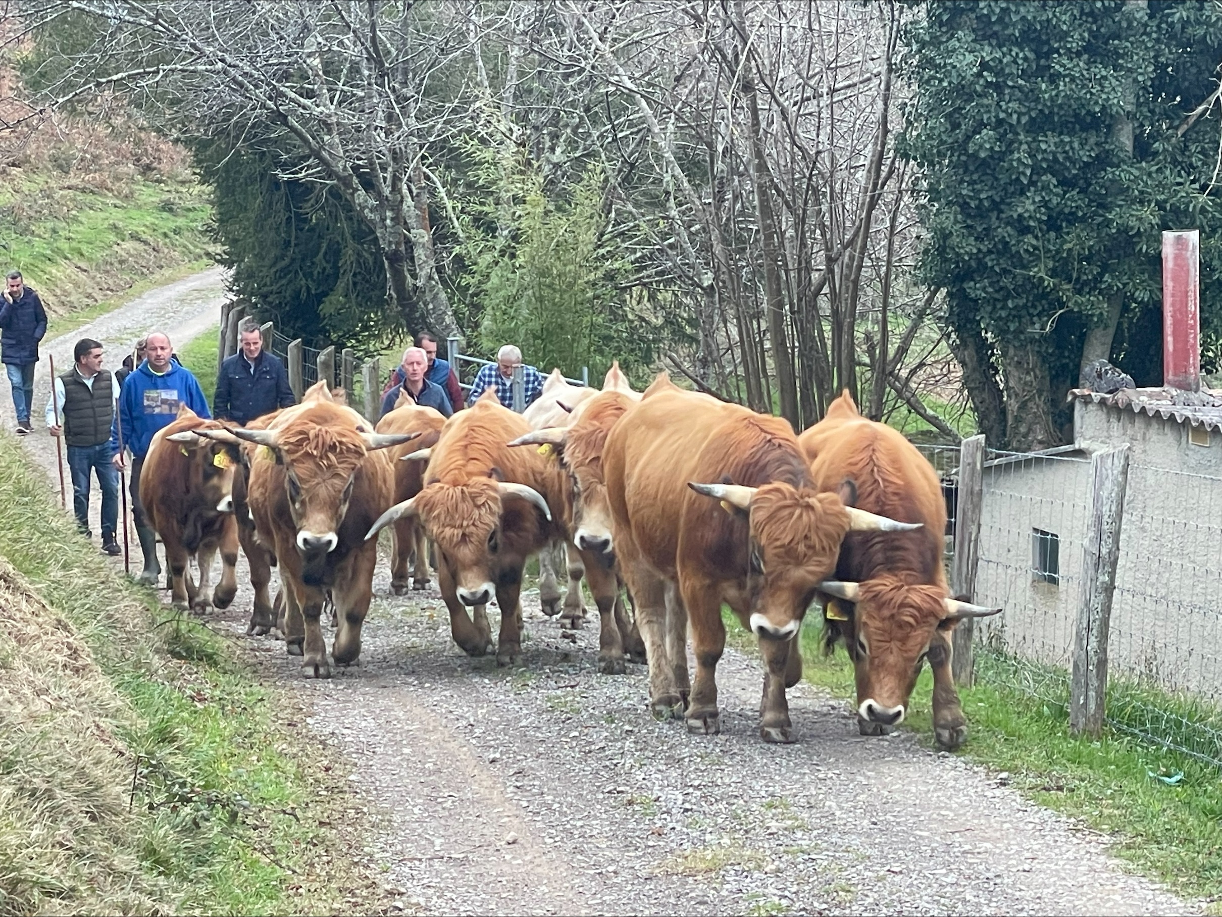 Image 0 of article Medio Rural apoya la labor de cría de ganado de raza asturiana de la montaña de Aseamo con una subvención de 200.000 euros