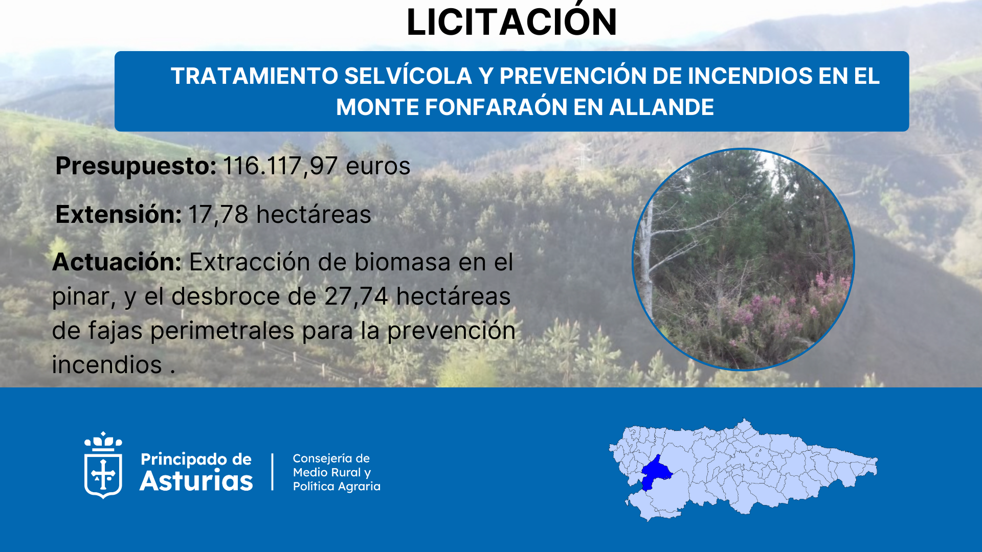 Imagen del artículo Medio Rural destina 116.000 euros a labores selvícolas en 17,78 hectáreas del monte Fonfaraón, en Allande