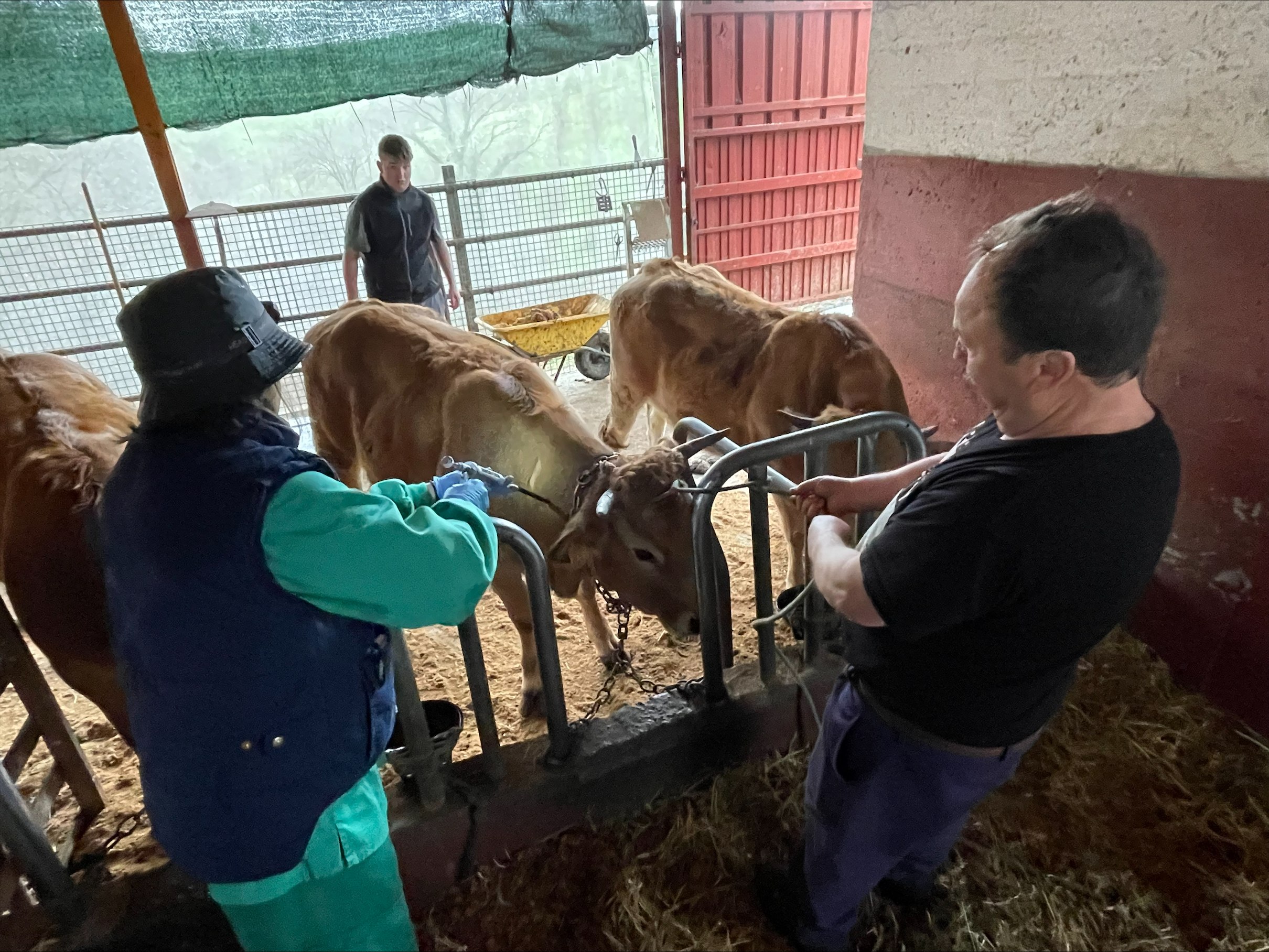 Imagen del artículo El Gobierno de Asturias destina casi dos millones a completar la vacunación contra la lengua azul, que protegerá a 320.000 vacas y 60.000 ovejas
