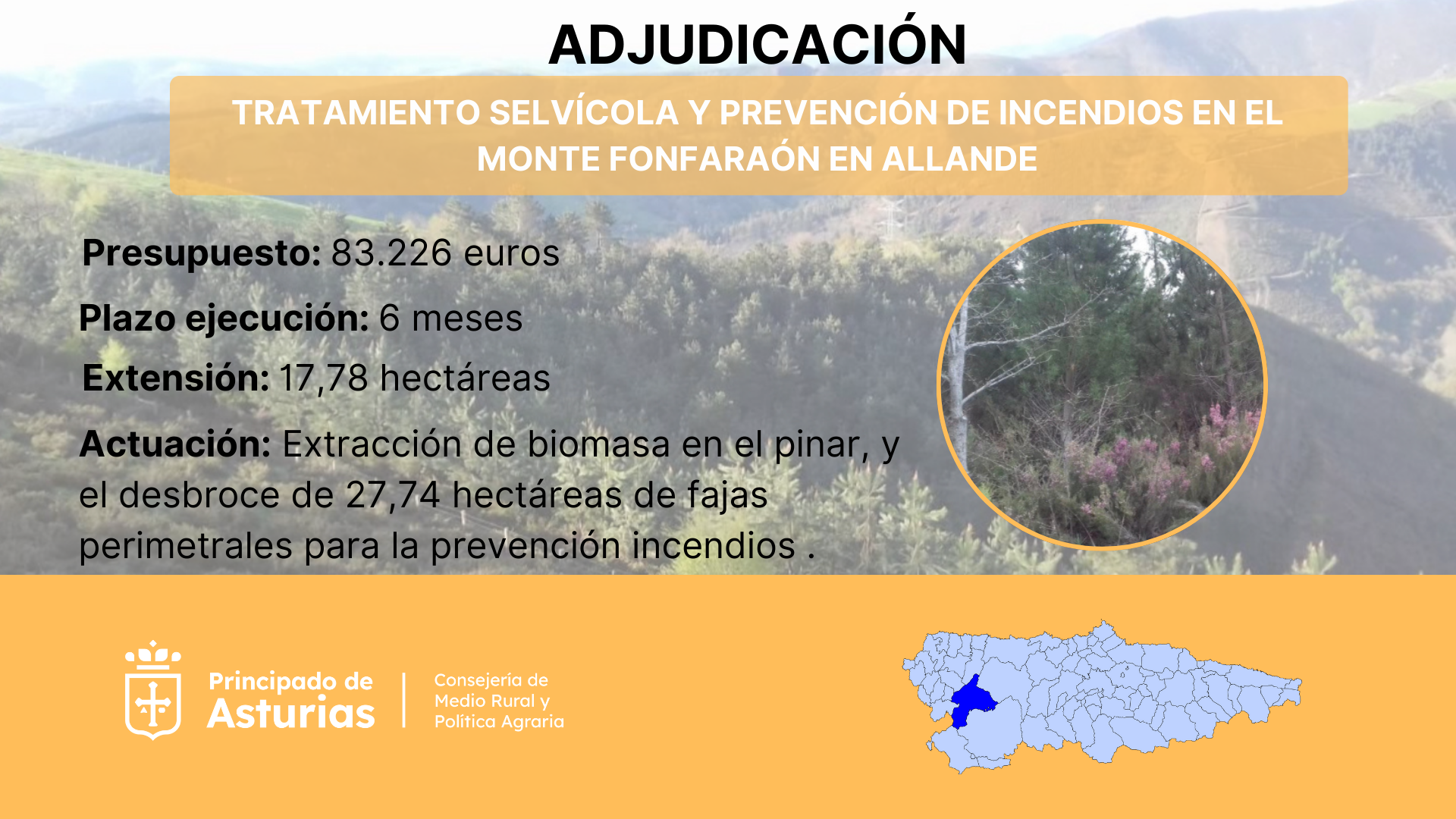 Imagen del artículo Medio Rural invertirá 83.226 euros en la aplicación de tratamientos silvícolas en el monte Fonfaraón, en Allande