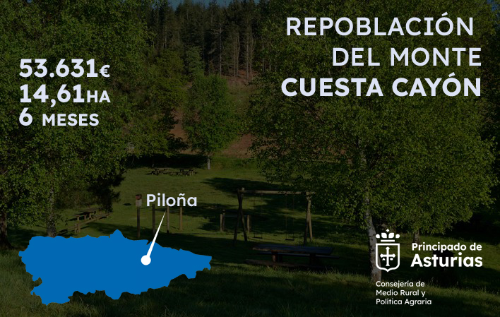 Imagen del artículo La repoblación de casi 15 hectáreas en el monte Cuesta Cayón, en Piloña, costará 53.631 euros