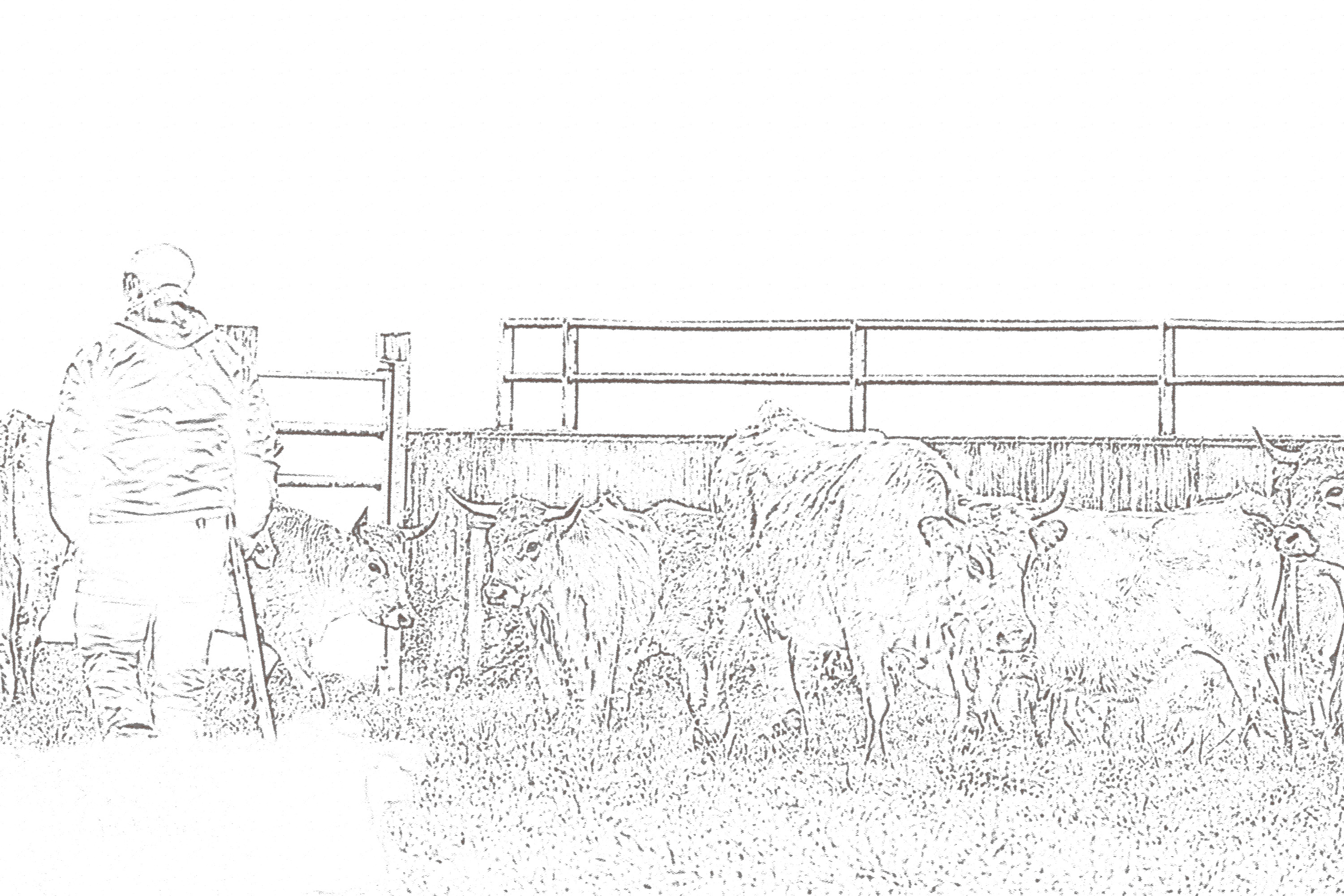 Imagen - El Ejecutivo compensará con 1,23 millones a 900 ganaderías por los daños de la enfermedad hemorrágica epizoótica