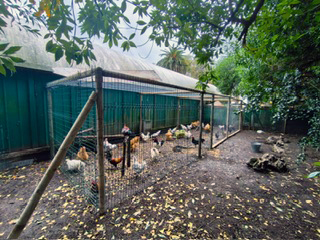 Imagen - Medio Rural confirma un foco urbano de gripe aviar en el parque de Isabel La Católica de Gijón/Xixón