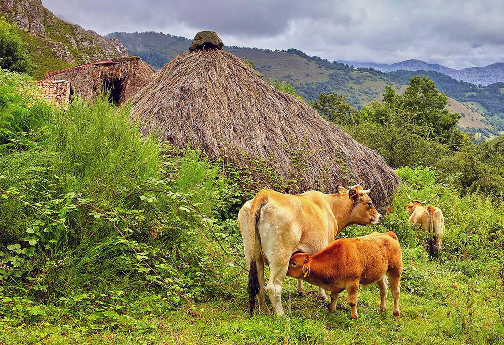Imagen - Medio Rural publica las bases de las ayudas para compensar a las ganaderías afectadas por vacíos sanitarios o por la inmovilización de reses