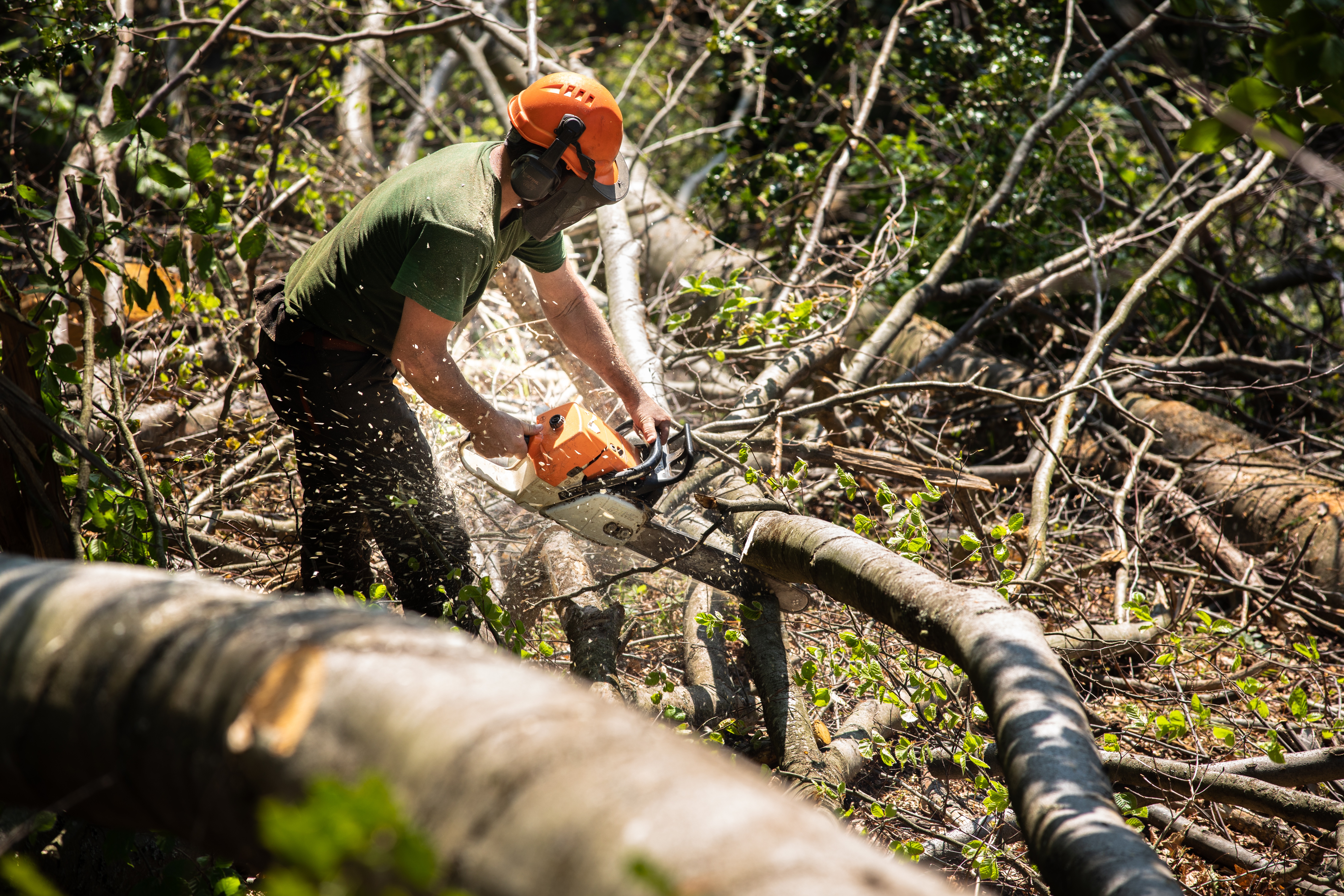Imagen - El Principado modifica la Ley de Montes para facilitar los permisos de corta de especies de crecimiento rápido y la obtención de leña