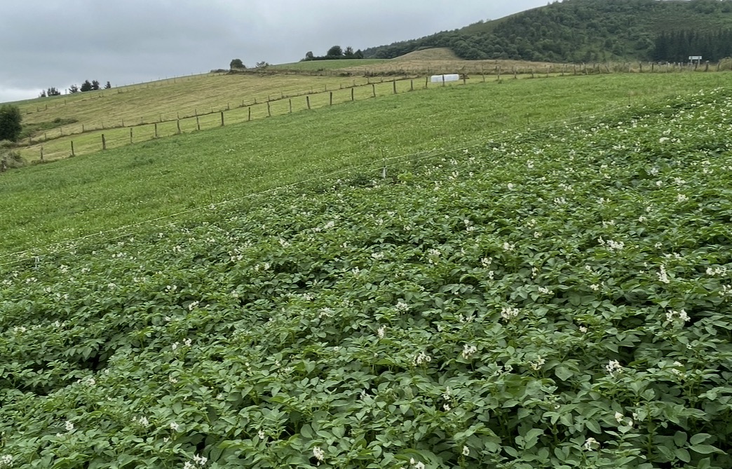 Imagen - Medio Rural logra erradicar las plagas de la polilla guatemalteca de la patata y la psila africana de los cítricos