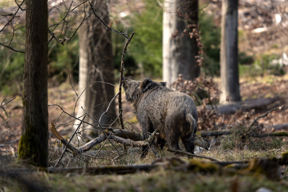 Imagen - Medio Rural amplía la temporada de caza hasta el 31 de marzo para reforzar la prevención frente a la peste porcina africana