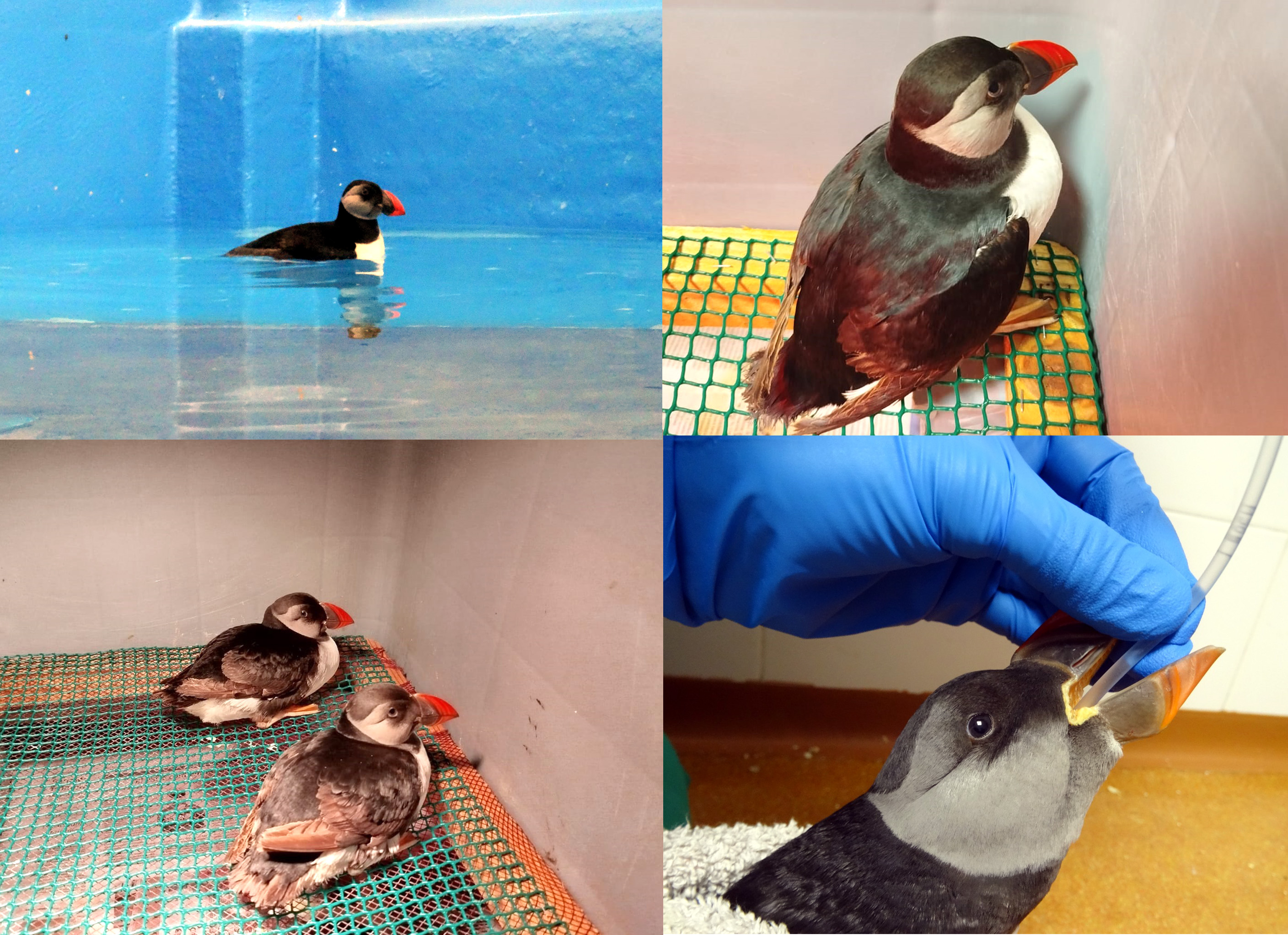 Imagen - El Centro de Recuperación de la Fauna Silvestre recibe 155 frailecillos atlánticos afectados por las condiciones meteorológicas