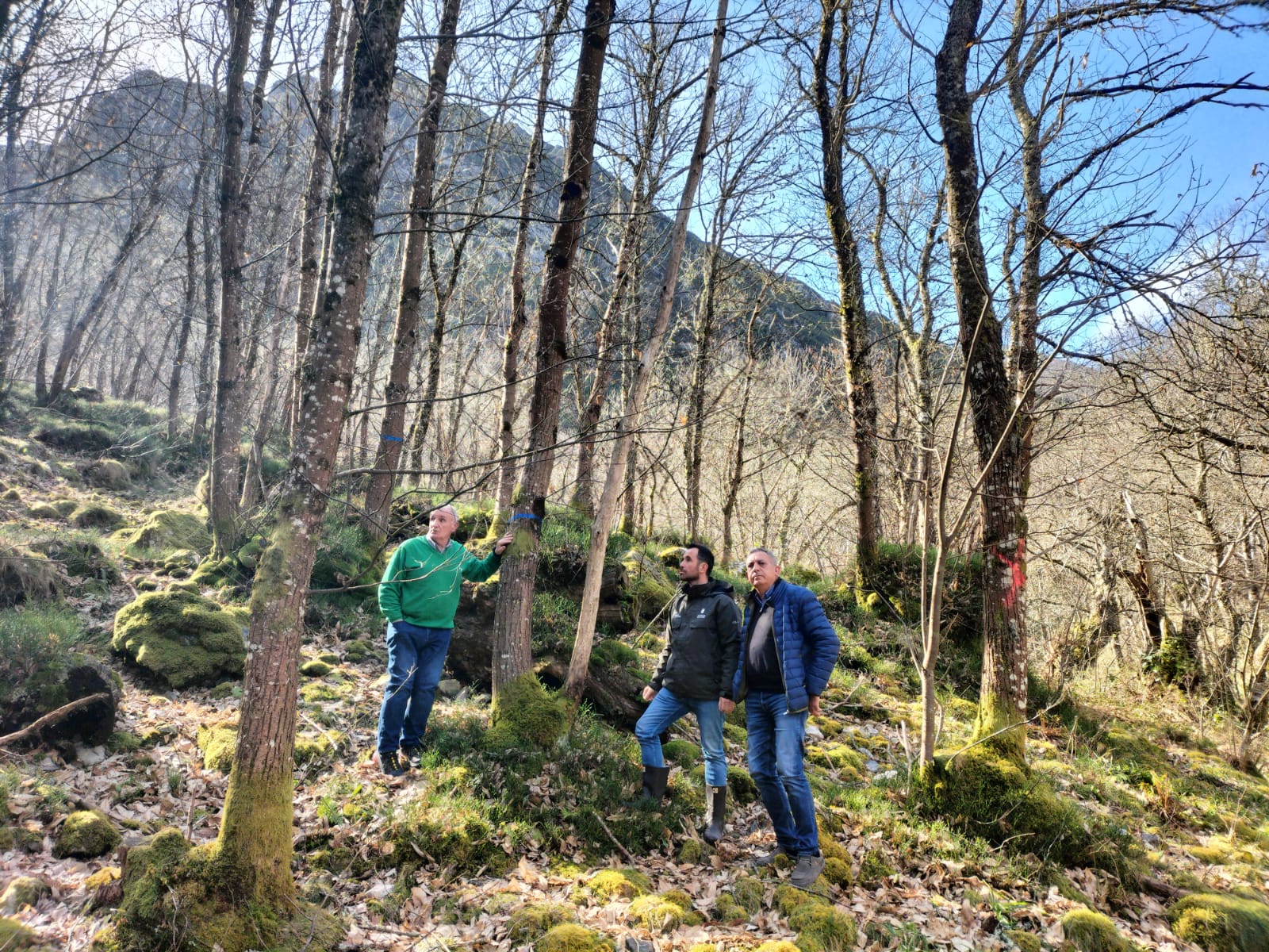 Imagen - El Principado avanza en la restauración ambiental del bosque autóctono de Bezanes, en Caso, con una inversión de 200.000 euros
