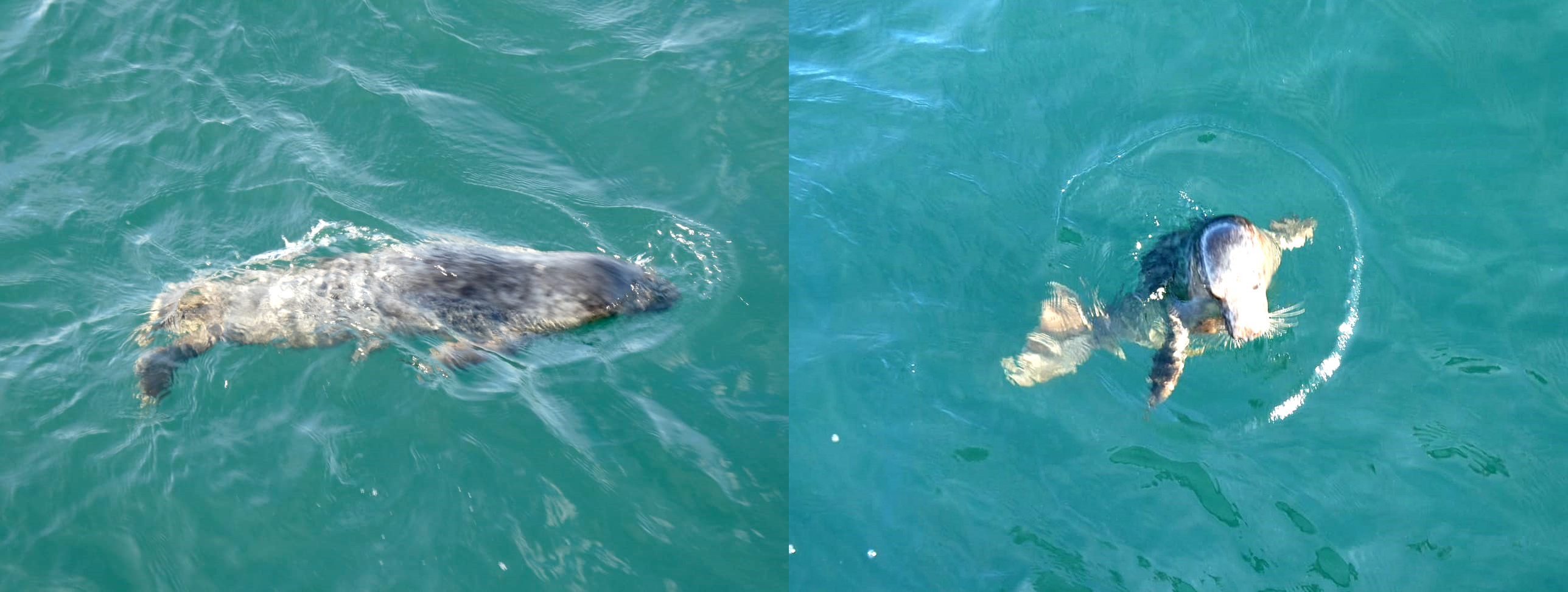 Imagen - Medio Rural libera una cría de foca gris rescatada en la playa de Cadavéu y recuperada en el centro de Sobrescobio y el Bioparc Acuario de Gijón/Xixón