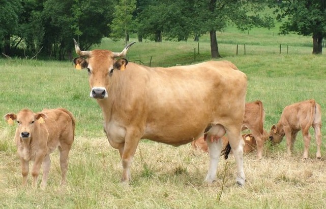 Imagen - Medio Rural convoca las ayudas a la recría e inscripción de ejemplares de la raza Asturiana de los Valles