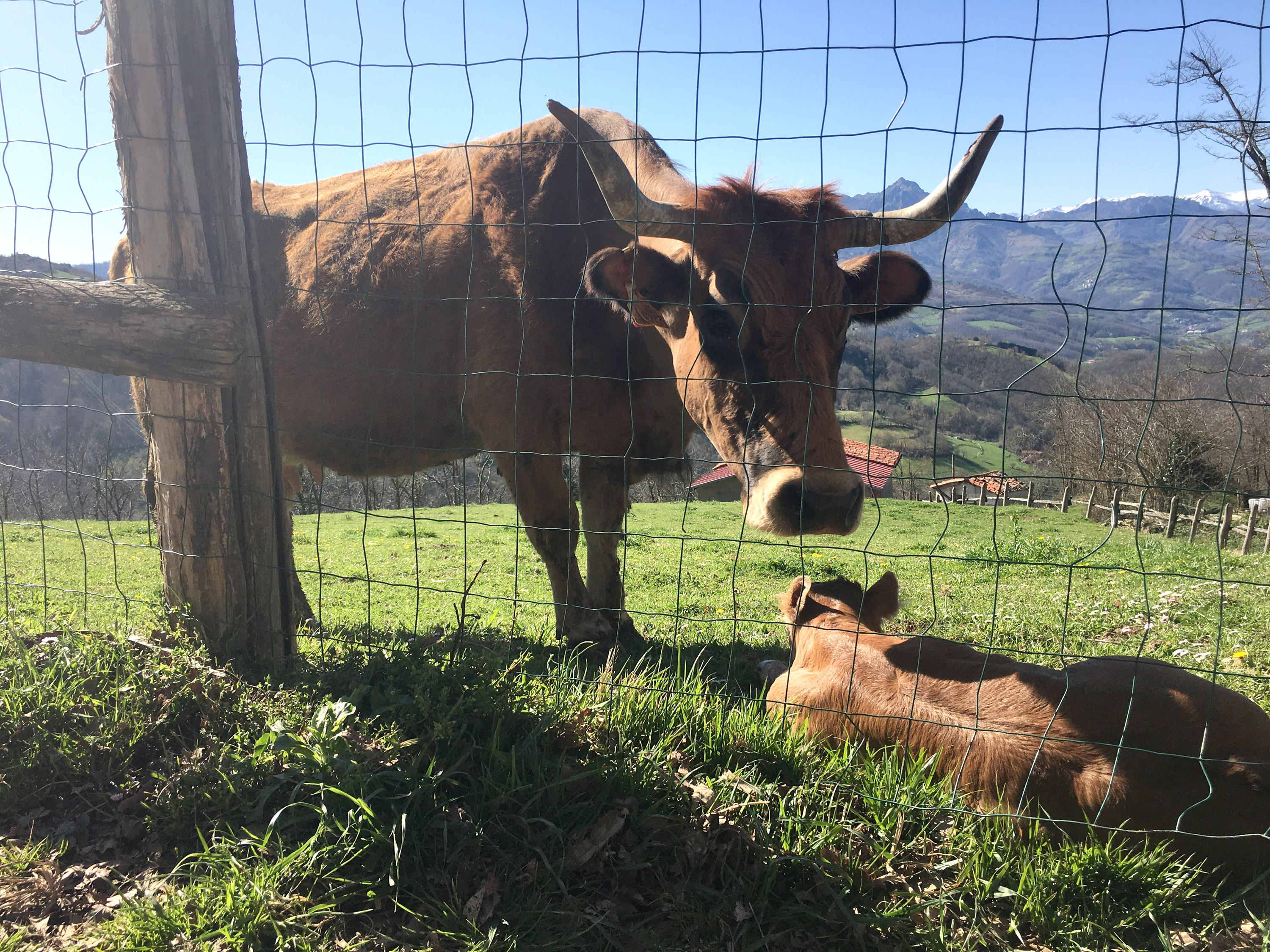 Imagen - Asturias recibirá más de diez millones del Gobierno de España para fortalecer el sector agropecuario
