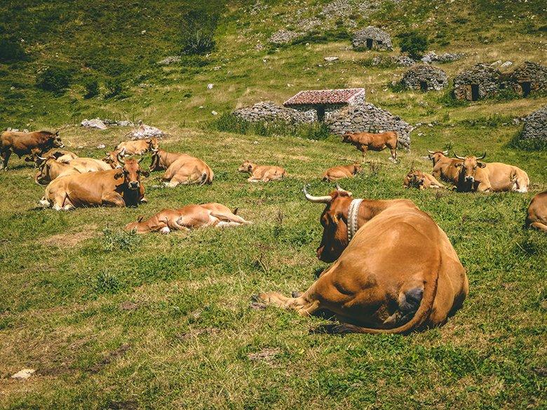 Imagen - Medio Rural refuerza la lucha contra las enfermedades animales con 500.000 euros de ayudas para sufragar vacunas