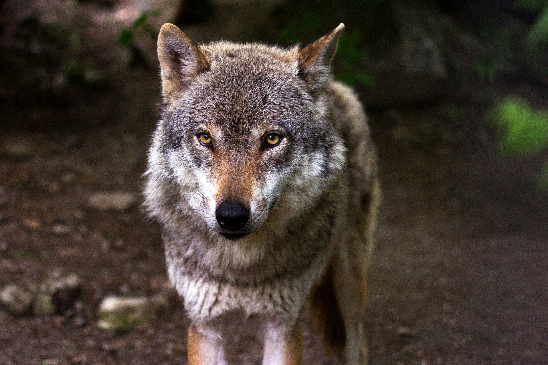 Imagen - El Principado defiende la validez de sus datos sobre el lobo y pide al ministerio que respete la evaluación técnica del informe sexenal