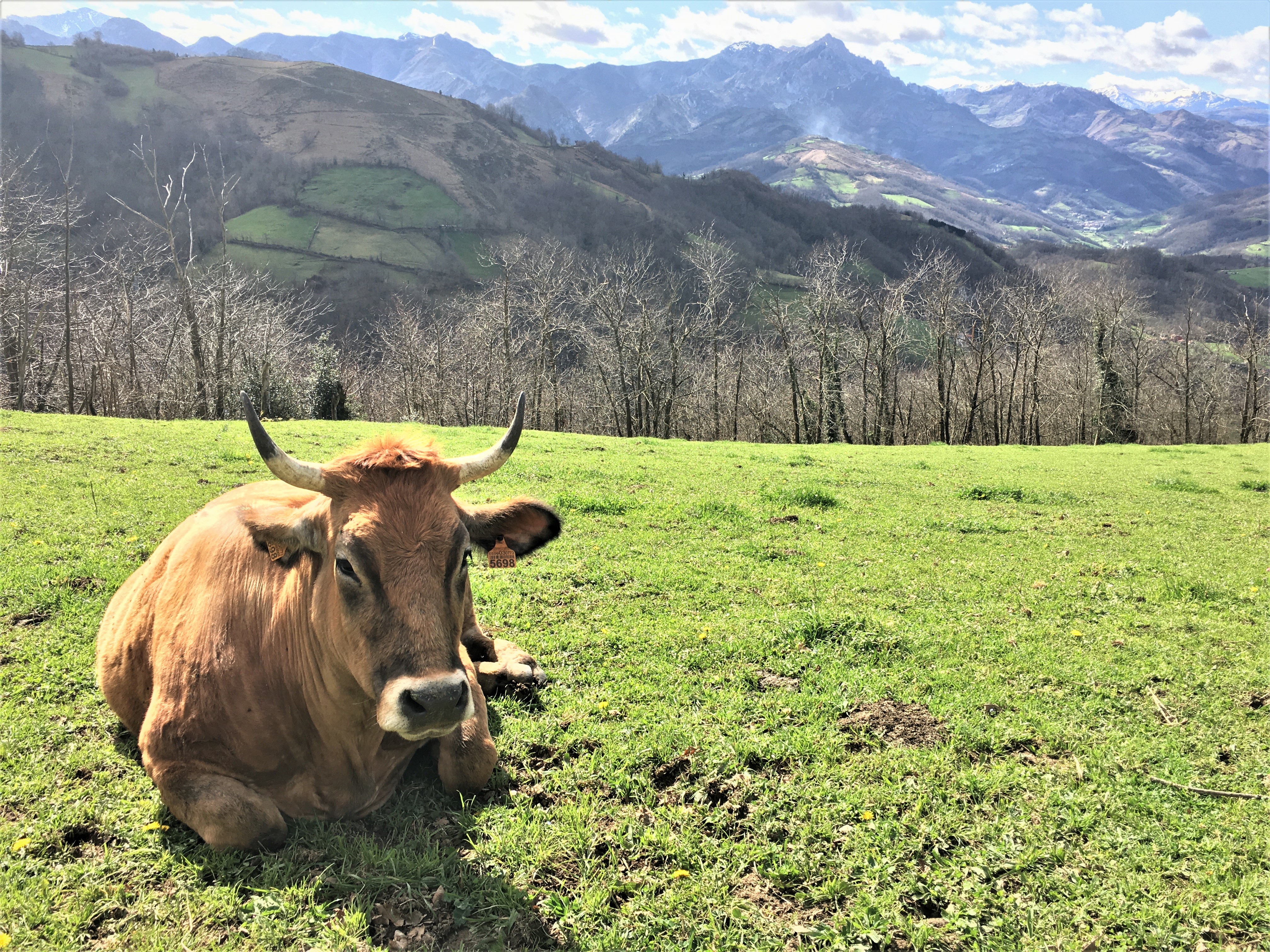 Imagen - Medio Rural prorroga hasta el 31 de octubre las medidas de prevención frente a la dermatosis nodular contagiosa