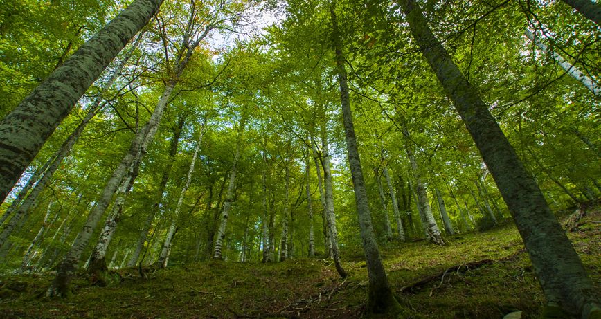 Imagen - El Principado convoca ayudas a entidades del ámbito forestal para favorecer el desarrollo sostenible y fortalecer el sector